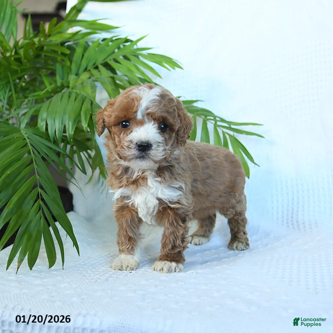 Miniature Poodle dogs for sale: Hickory - Ad 3