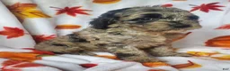 Cockapoo dogs for sale: Cookie - Ad 1