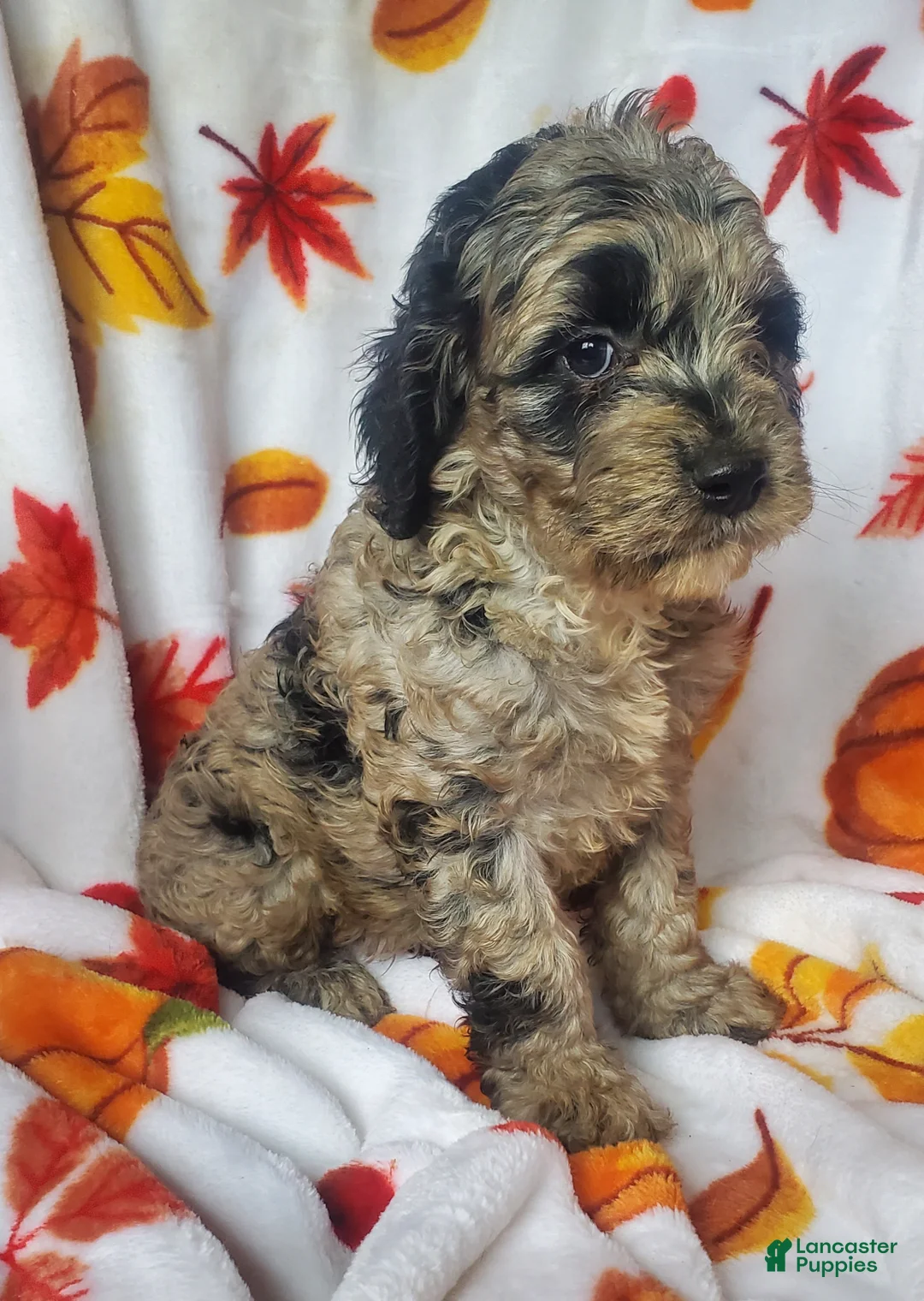 Cockapoo dogs for sale: Cookie - Ad 1