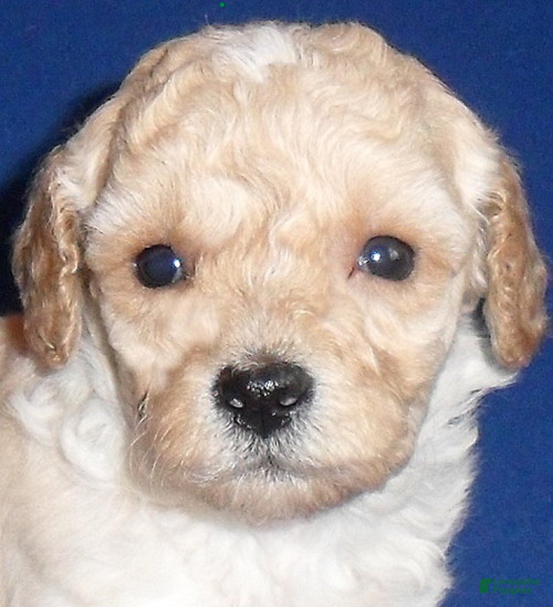 Shihpoo dogs for sale: Yogi - Ad 2