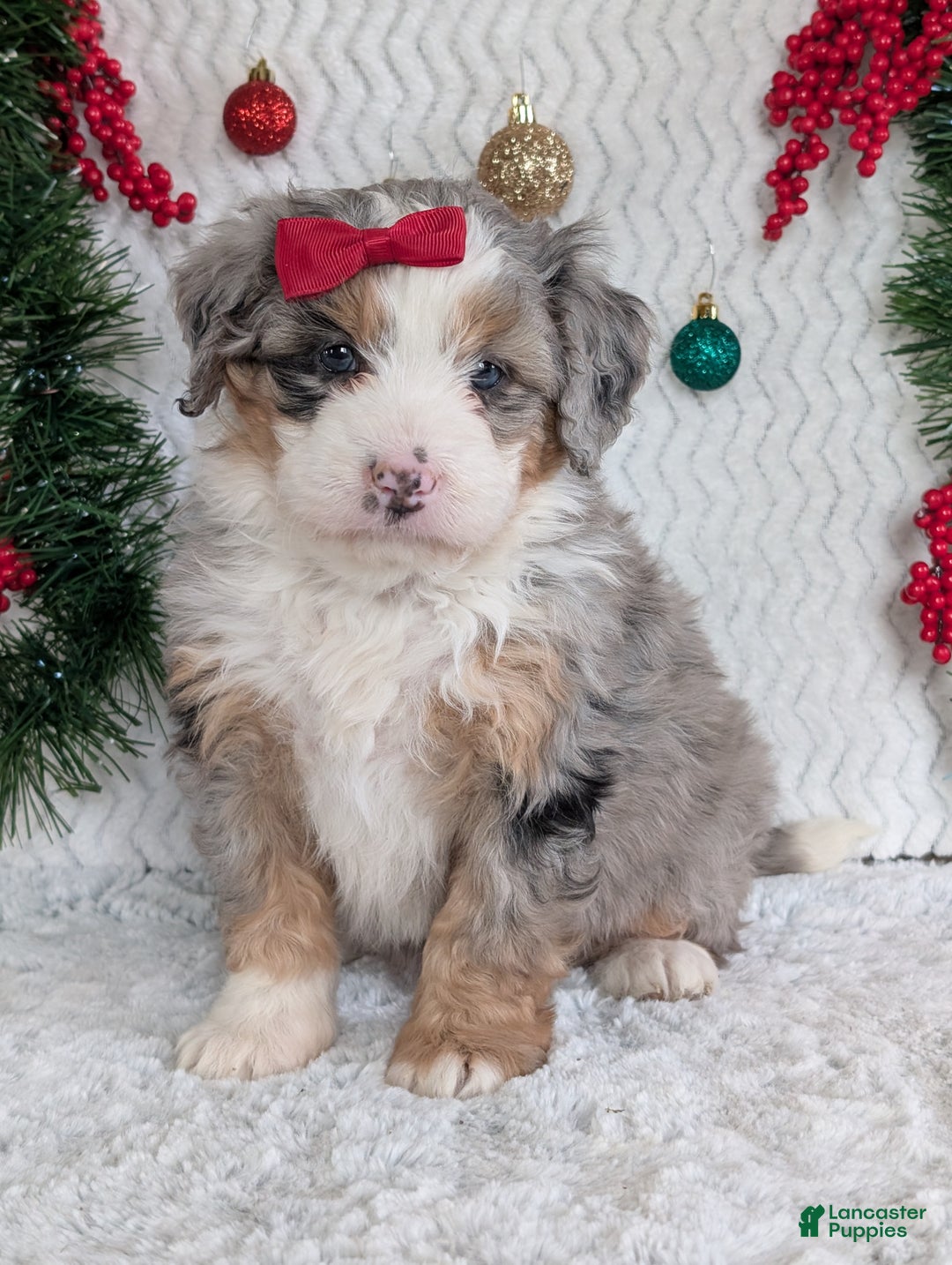 Mini Bernedoodle dogs for sale: Mini Pippa  - Ad 2