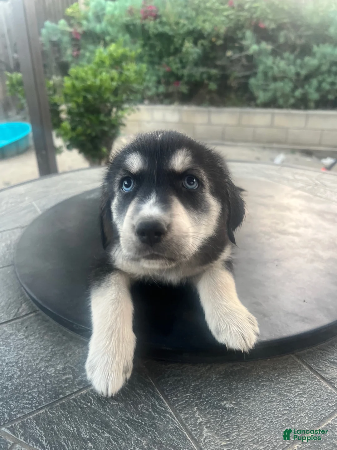 Goberian dogs for sale: Goberian Puppy 1 (Red) - Ad 1