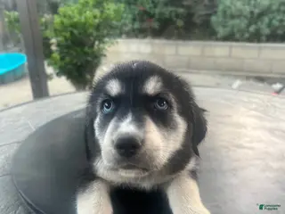 Goberian dogs Goberian Puppy 1 (Red) - Ad 13