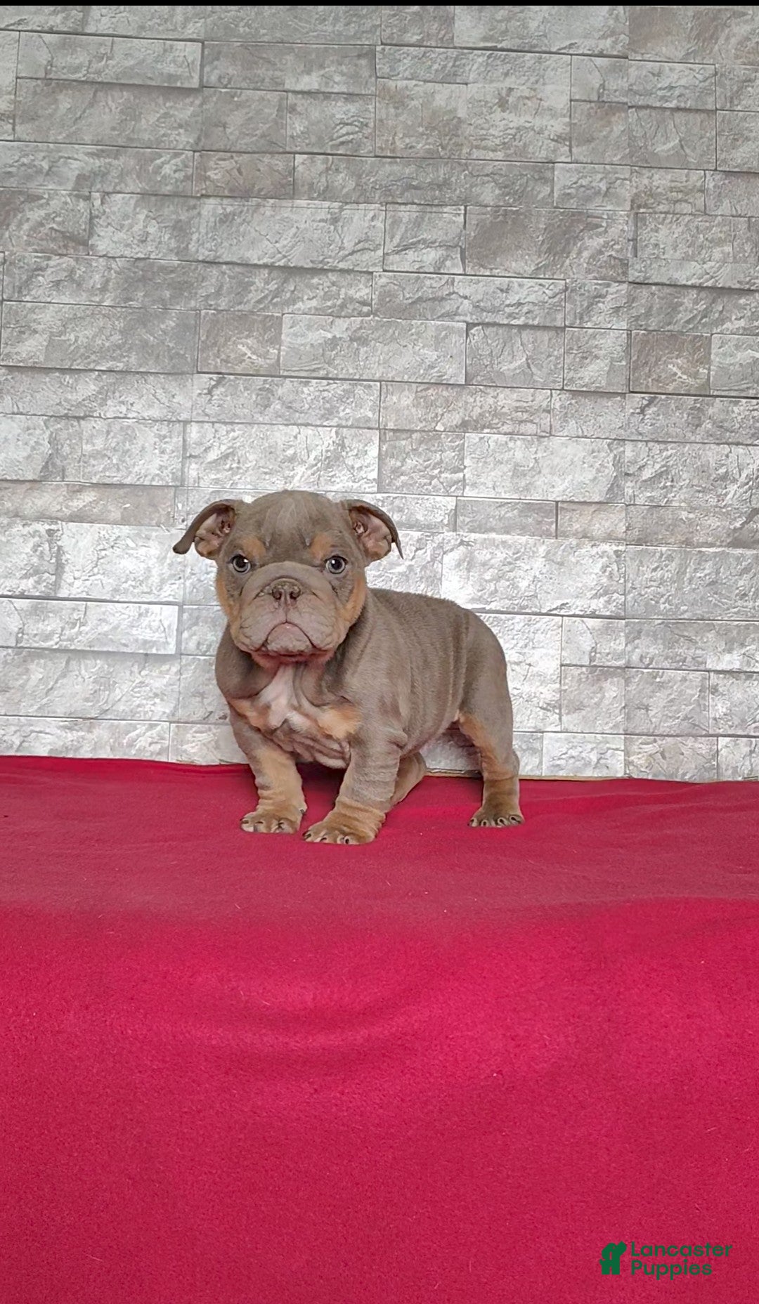 English Bulldog dogs for sale: Rose - Ad 4