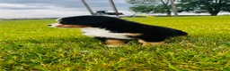 Bernese Mountain Dog dogs for sale: Everett - Ad 3