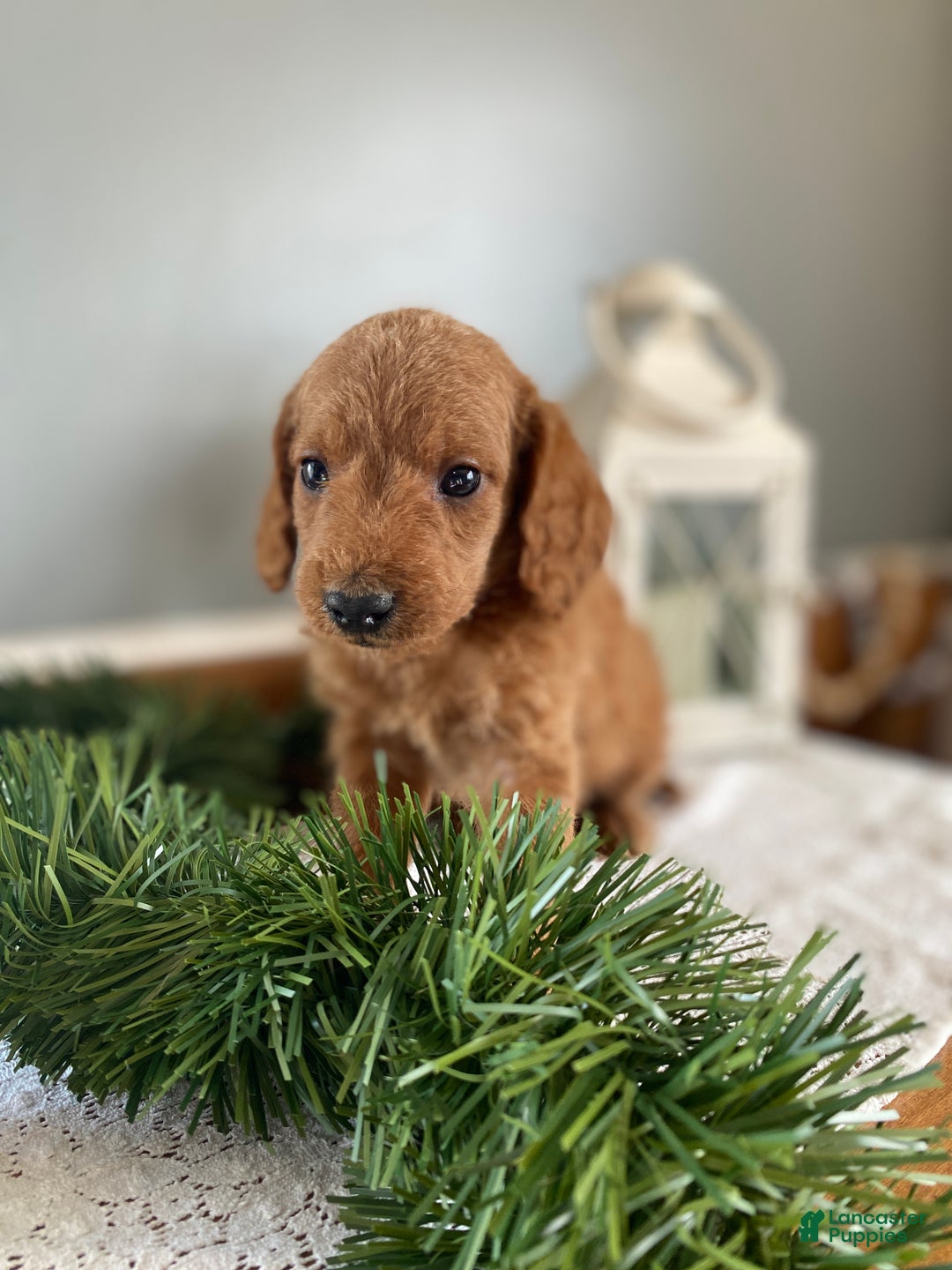 Mixed Breed dogs for sale: Boots - Ad 5