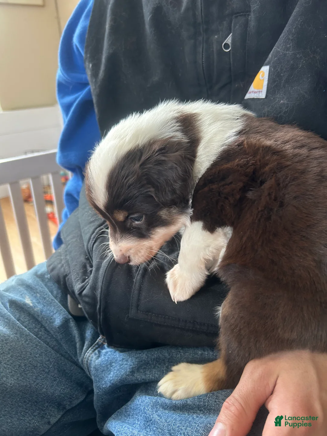 Australian Shepherd dogs for sale: Ned Kelly - Ad 2