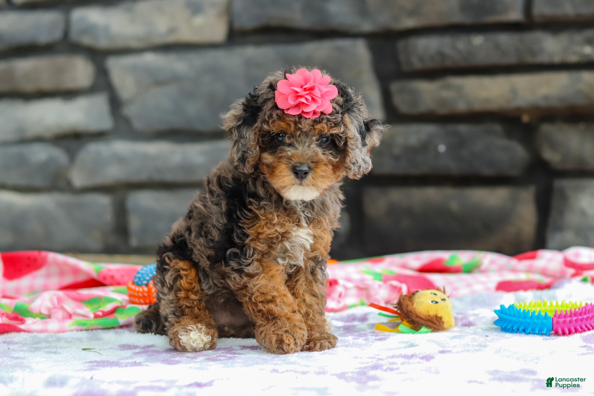 Miniature Poodle dogs for sale: Lexi - Ad 4