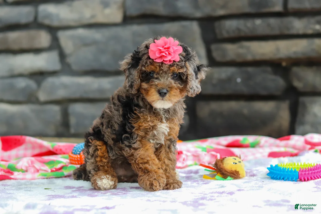 Miniature Poodle dogs for sale: Lexi - Ad 1
