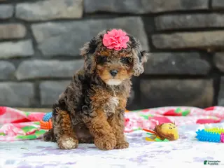 Miniature Poodle dogs for sale: Lexi - Ad 4
