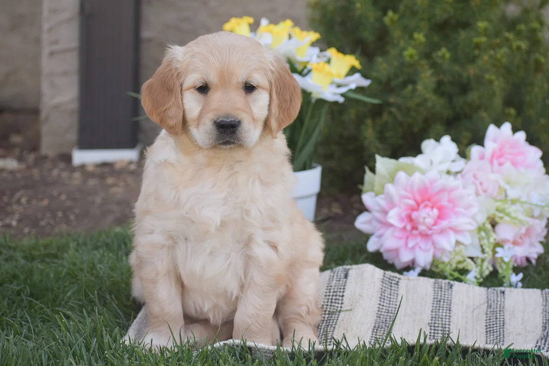 Golden Retriever dogs for sale: Millie - Ad 1