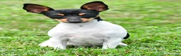 Toy Fox Terrier dogs for sale: Dakota - Ad 4
