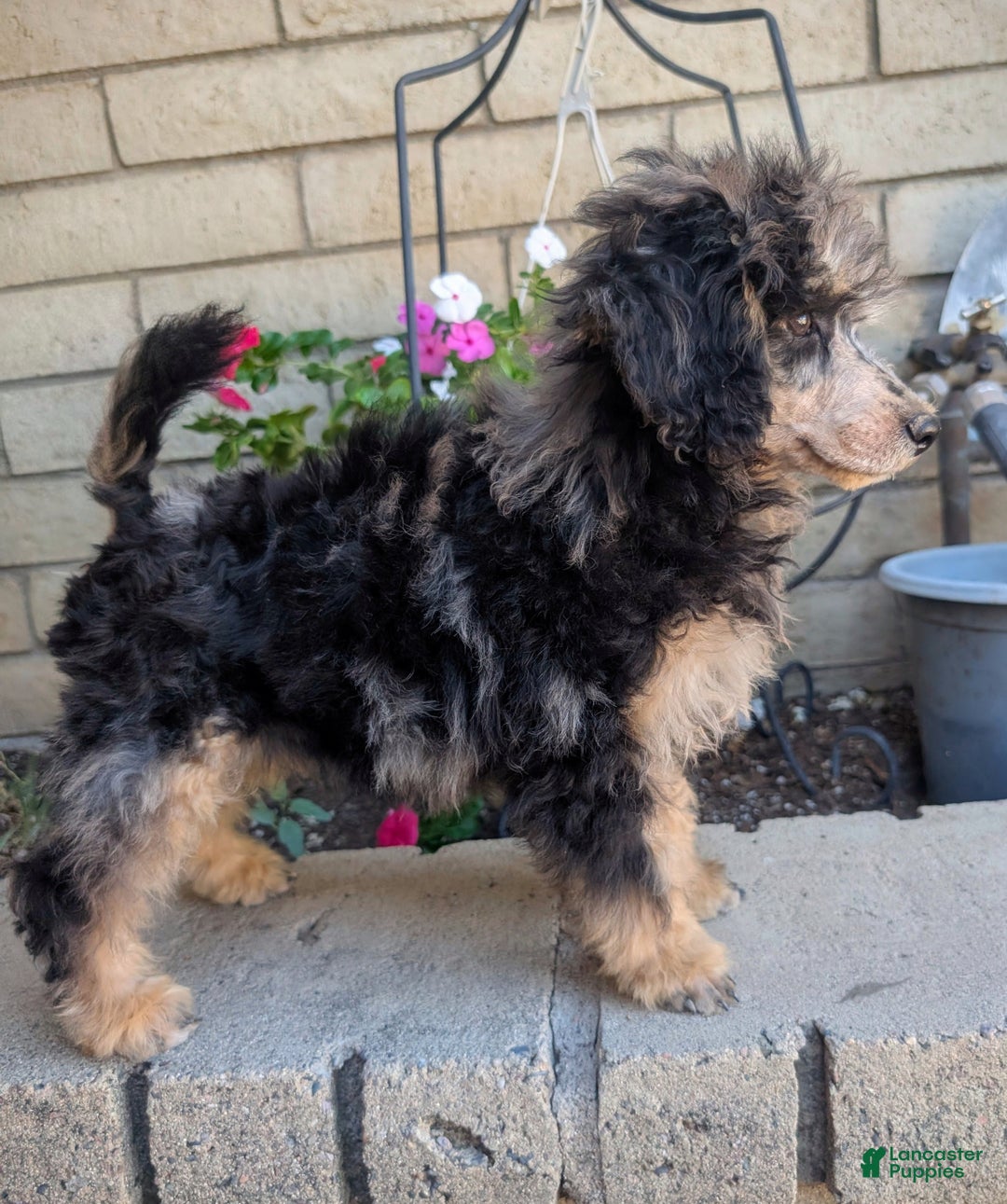 Miniature Poodle dogs for sale: Severus - Ad 2