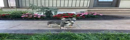 French Bulldog dogs for sale: Percy - Ad 1