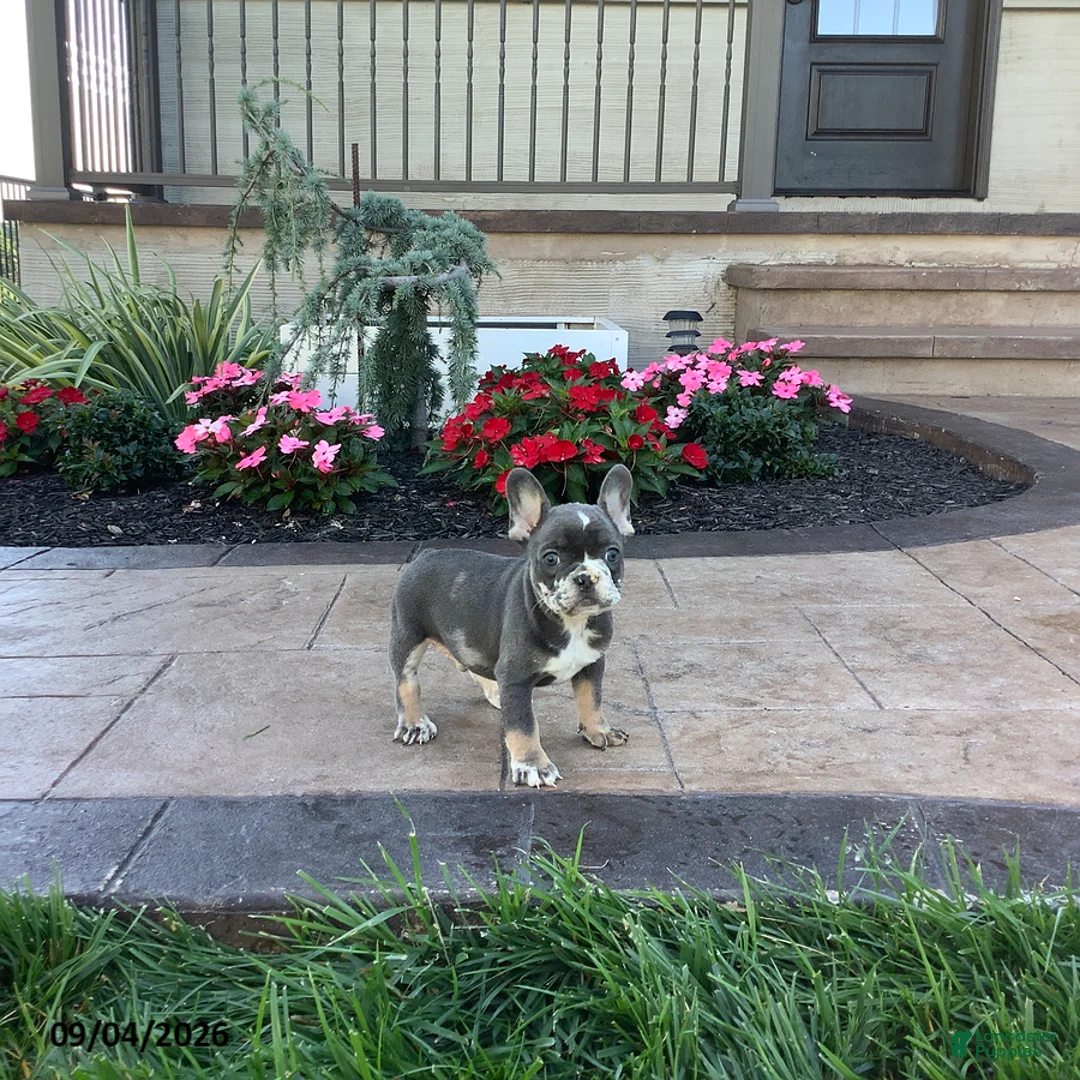 French Bulldog dogs for sale: Percy - Ad 1