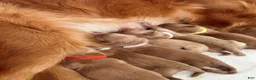 Golden Retriever dogs for stud: Tucker - Ad 4