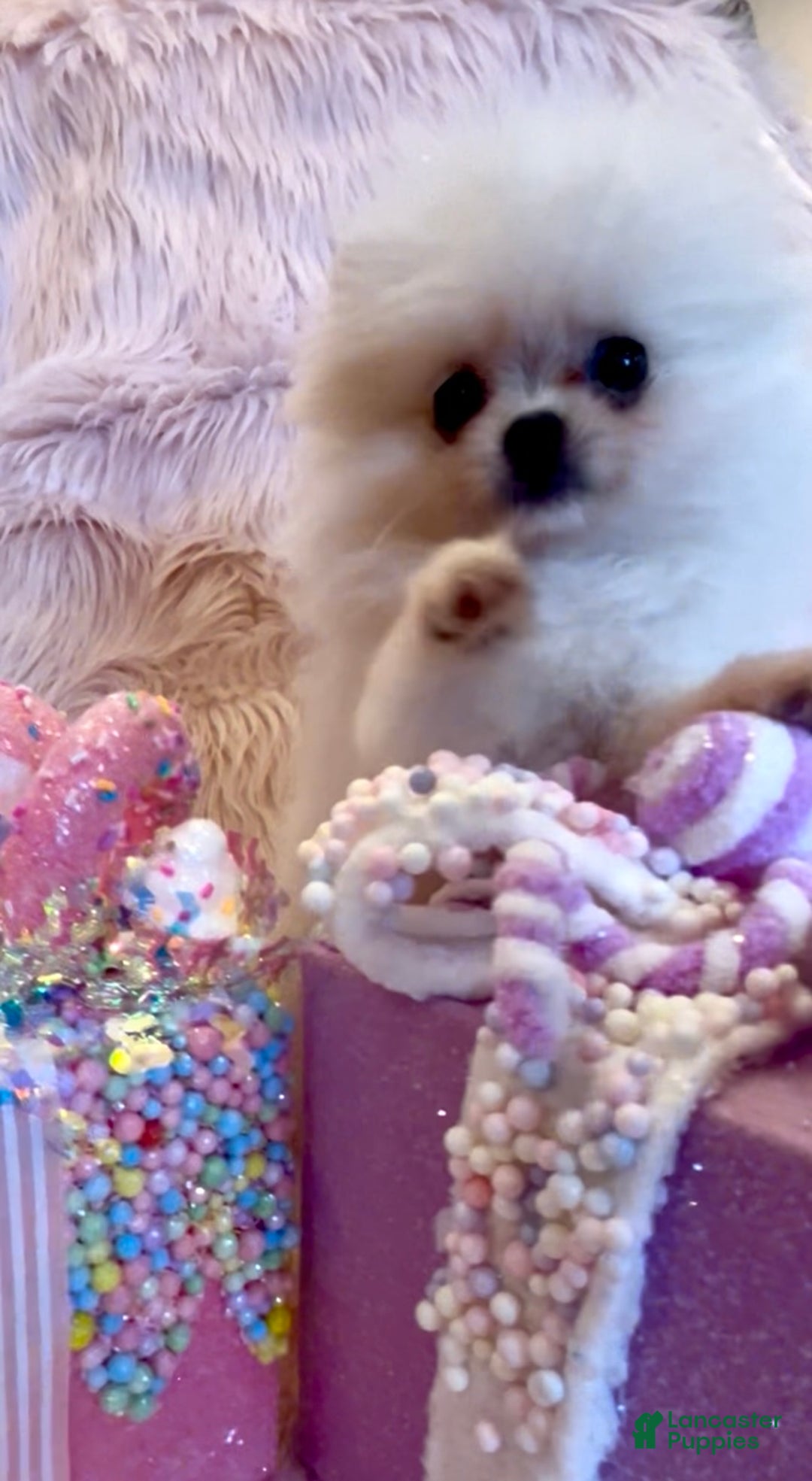 Pomeranian dogs for sale: Lynette AKC Registered full rights  - Ad 31