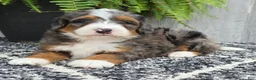 Mini Bernedoodle dogs for sale: Mini Jett - Ad 18