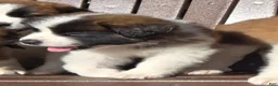 Saint Bernard dogs for sale: Journey - Ad 5