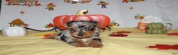 Yorkshire Terrier dogs for sale: Yorkshire Terrier 1 - Ad 3
