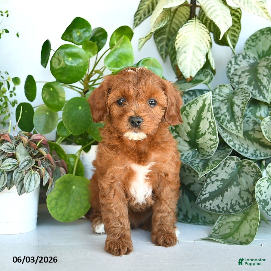 Cavapoo dogs for sale: Lisa  - Ad 2