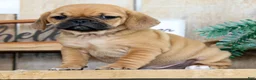 Puggle dogs for sale: Oscar - Ad 5