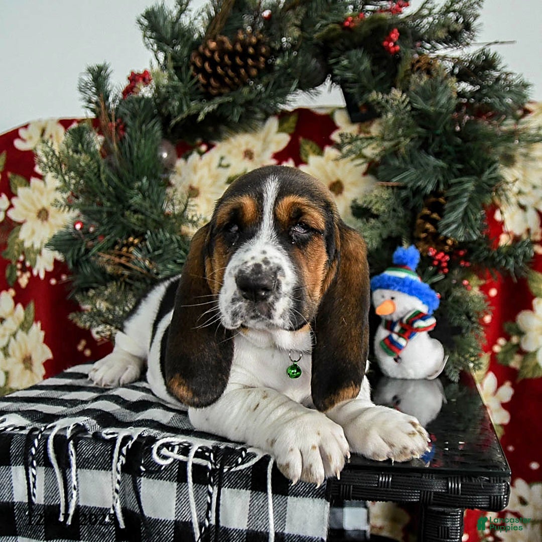 Basset Hound dogs for sale: Freddie - Ad 1