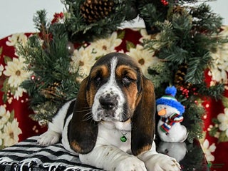 Basset Hound dogs Freddie - Ad 17