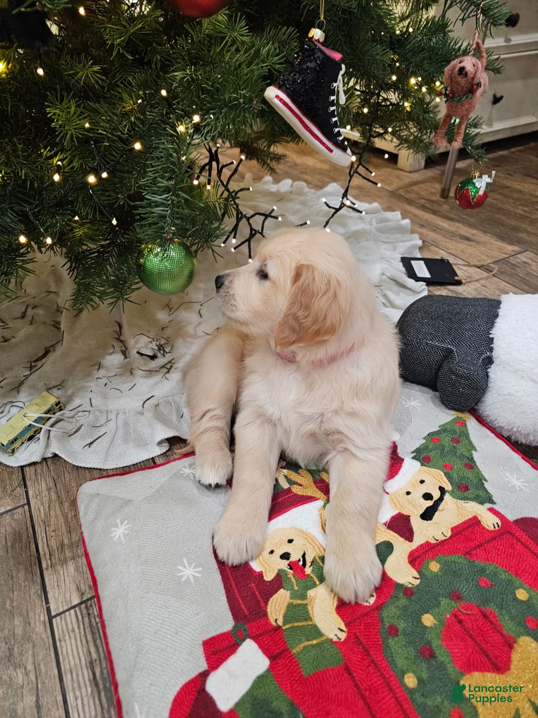 Golden Retriever dogs for sale: Golden Retriever Puppy 4 - Ad 63