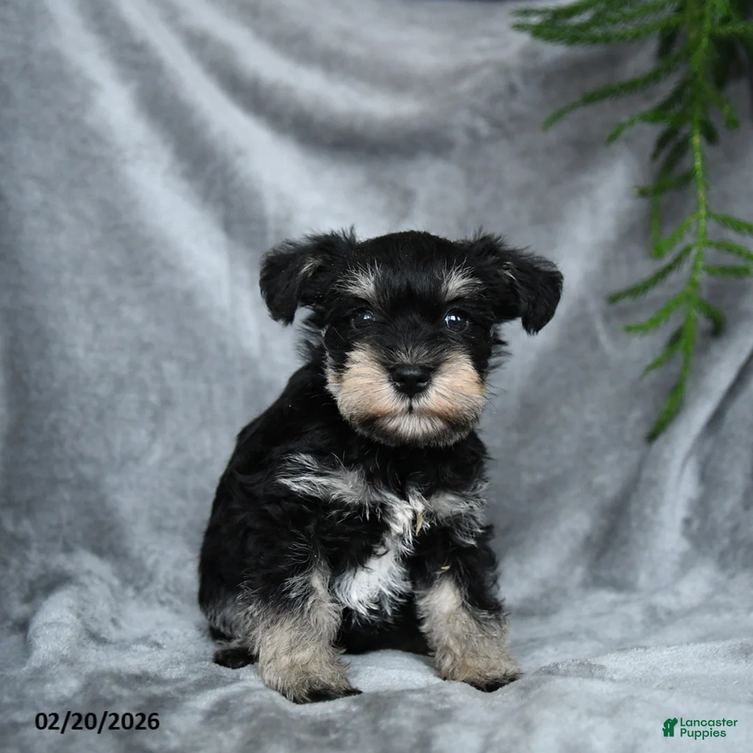 Miniature Schnauzer dogs for sale: Eloise - Ad 3