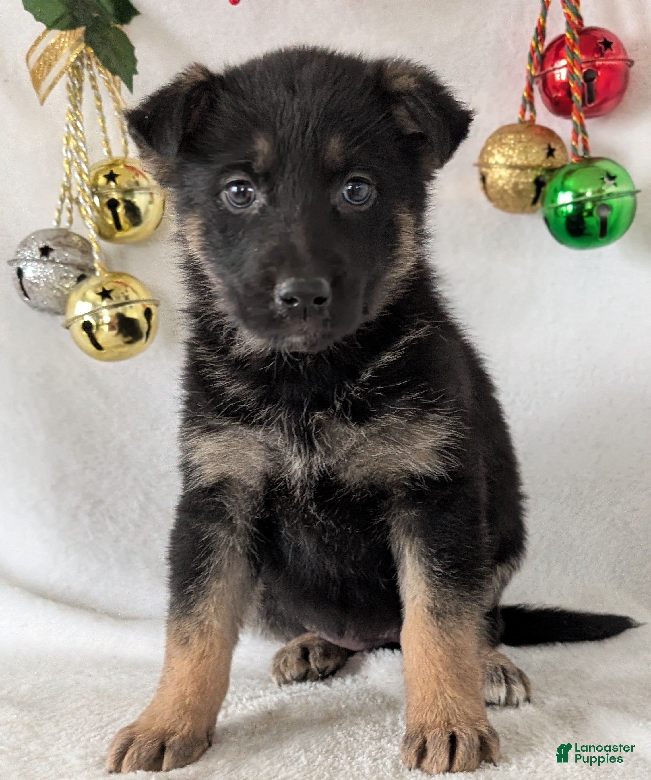 German Shepherd dogs Sara - Ad 17