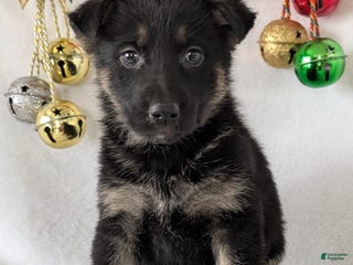 German Shepherd dogs Sara - Ad 13