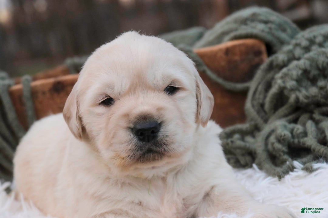 Golden Retriever dogs for sale: Riggs - Ad 10