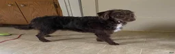 Miniature Labradoodle dogs for sale: Kermit - Ad 4