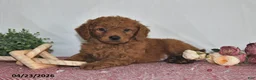 Goldendoodle dogs for sale: Leo - Ad 3