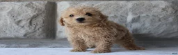 Bichpoo dogs for sale: Buddy - Ad 4