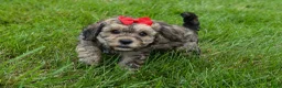 Cavapoo dogs for sale: Viking 🐶 - Ad 9