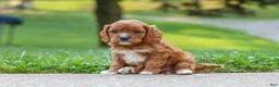 Cavapoo dogs for sale: Maverick - Ad 4