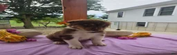 Australian Shepherd dogs for sale: Teddy - Ad 6