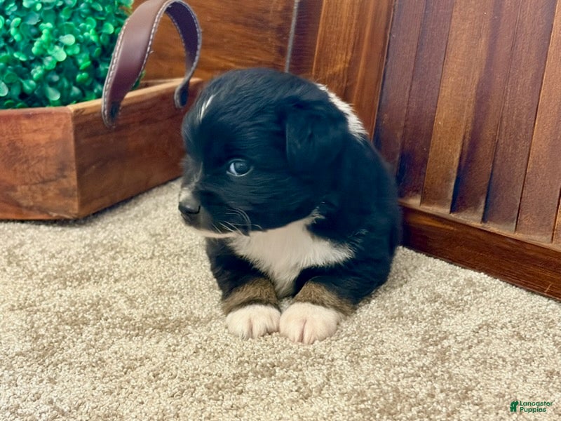 Miniature Australian Shepherd dogs Marshall - Ad 2