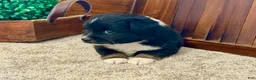 Miniature Australian Shepherd dogs for sale: Marshall - Ad 2