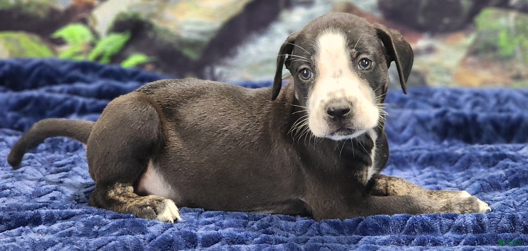 Catahoula Leopard Dog dogs for sale: Luna 2025 Male 1 - Ad 4