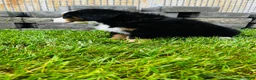 Bernese Mountain Dog dogs for sale: Remington - Ad 3