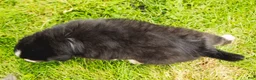 Miniature Australian Shepherd dogs for sale: Brody - Ad 7