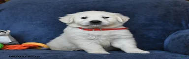 Breeze