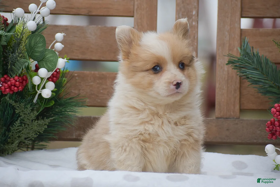 Welsh Corgi Pembroke dogs for sale: Morocco - Ad 6