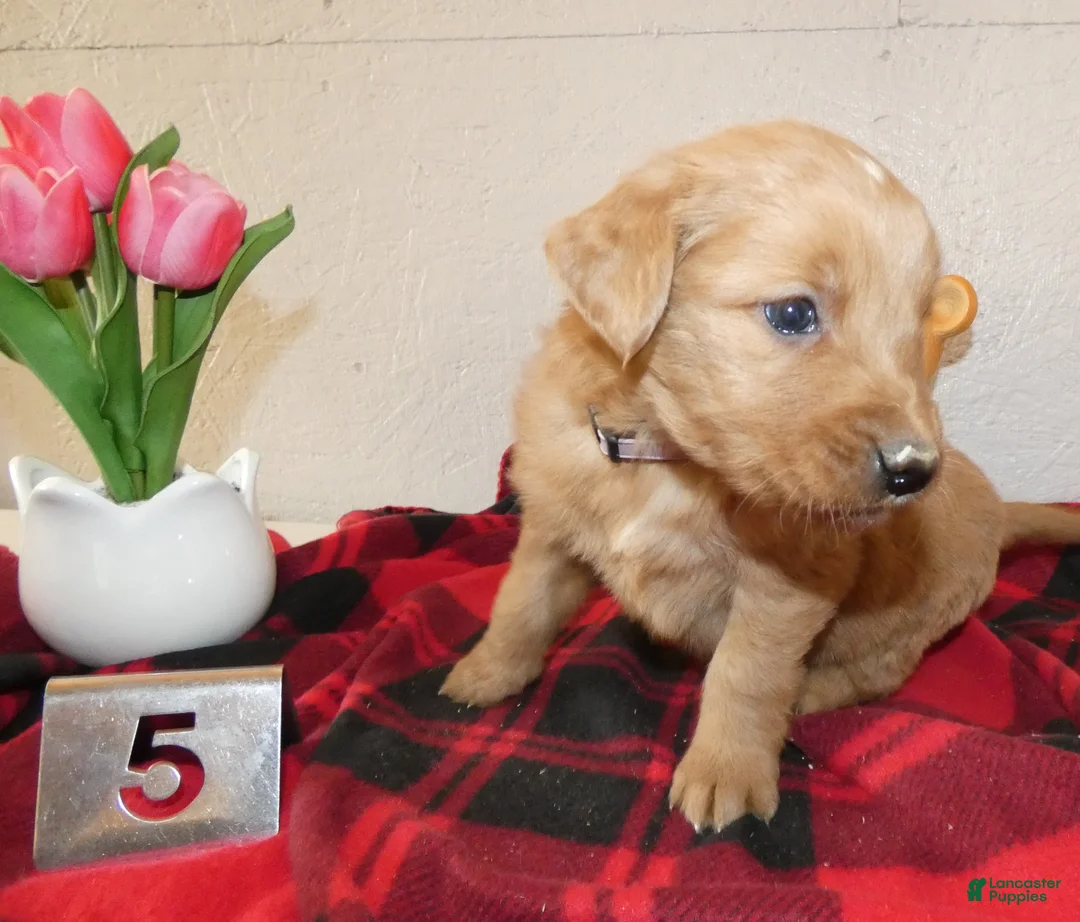Mini Goldendoodle dogs for sale: Mini Goldendoodle Puppy 5 Raindrop - Ad 3