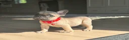 French Bulldog dogs for sale: Ricky - Ad 3