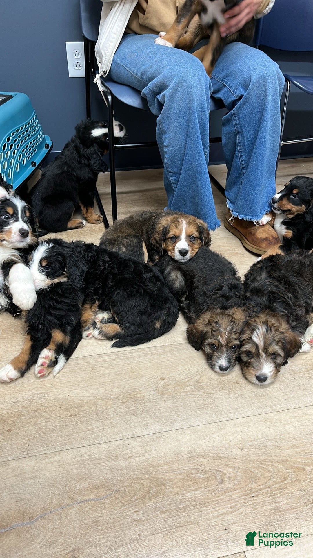 Bernedoodle dogs Bernedoodle Puppy Tinker Bell  - Ad 2