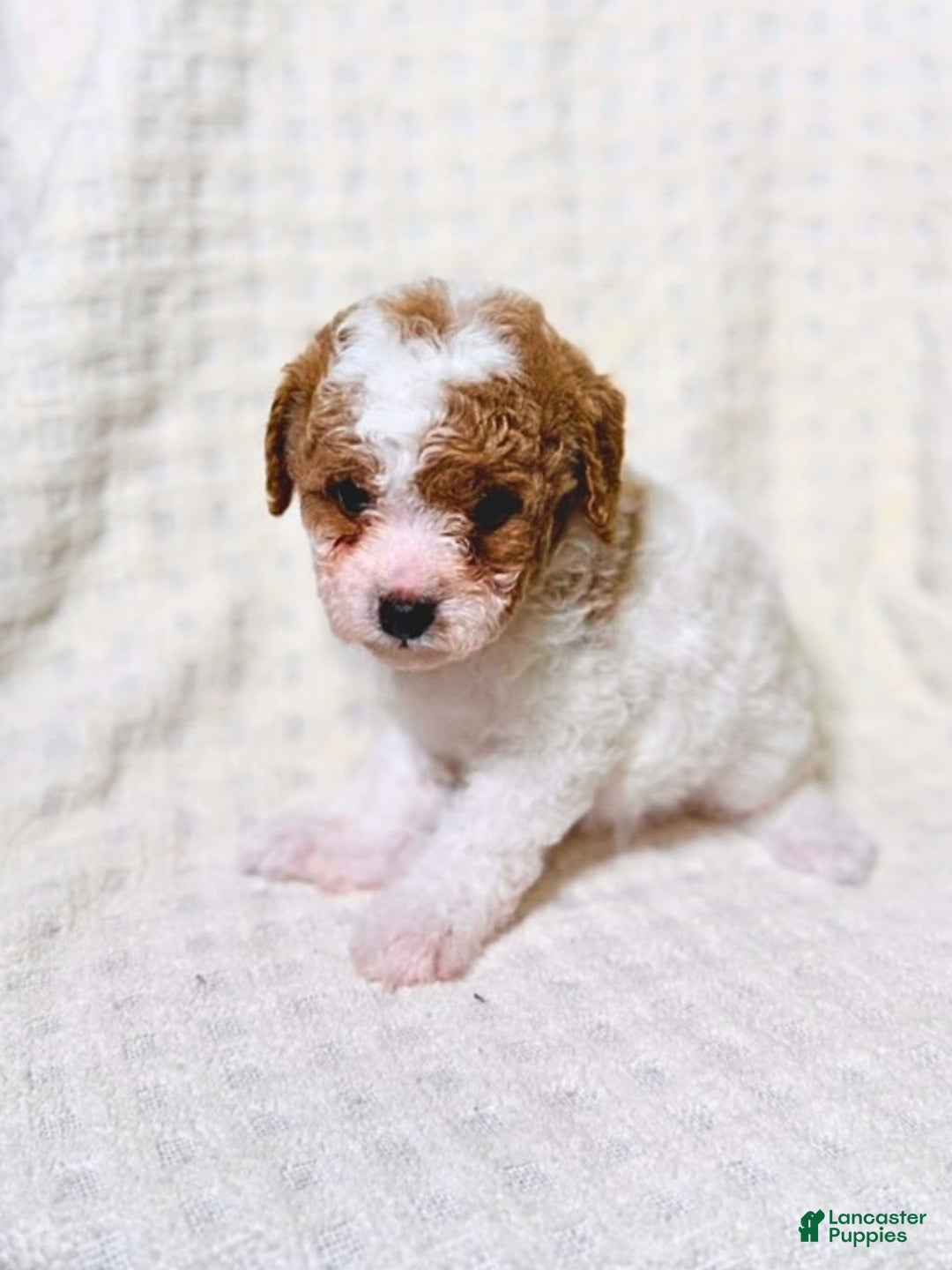 Cavapoo dogs for sale: Sugar - Ad 5